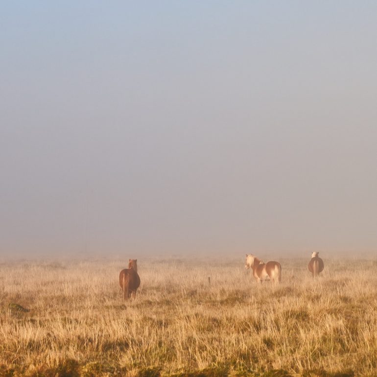 Icelandic Horses