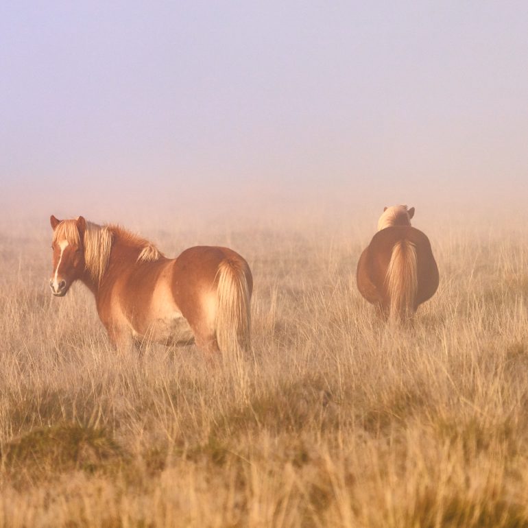 Icelandic Horses