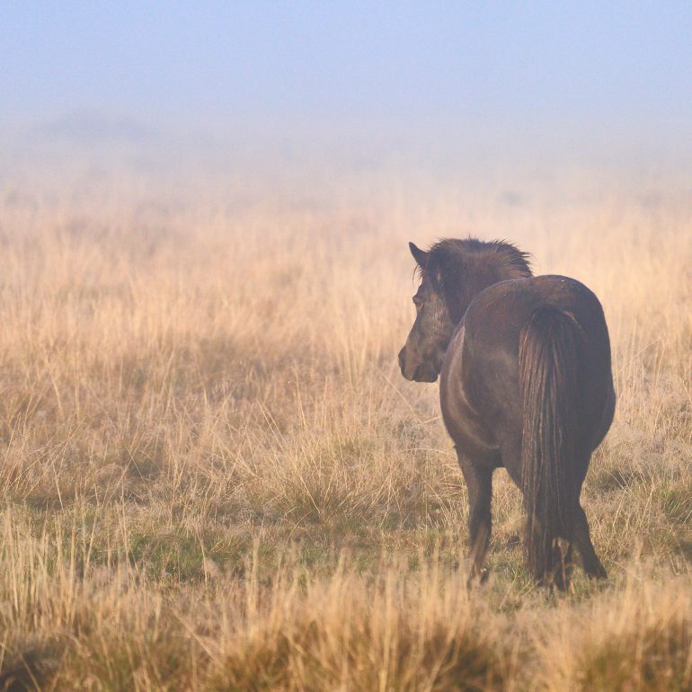 Icelandic Horse