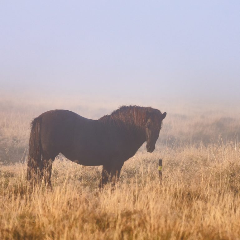 Icelandic Horse