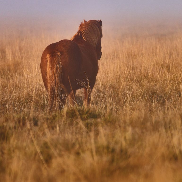 Icelandic Horse