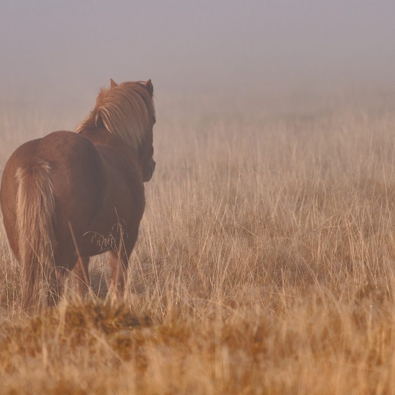 Icelandic Horse