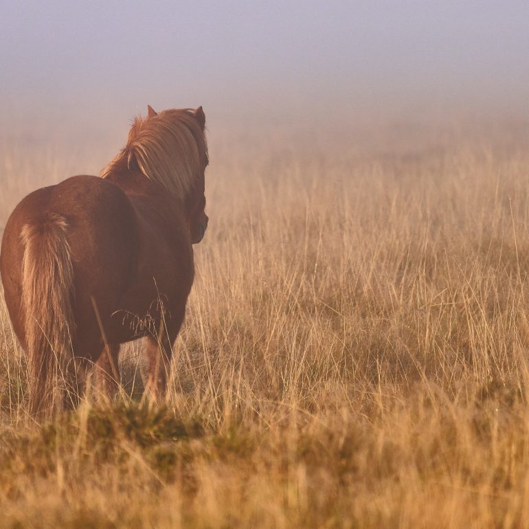 Icelandic Horse