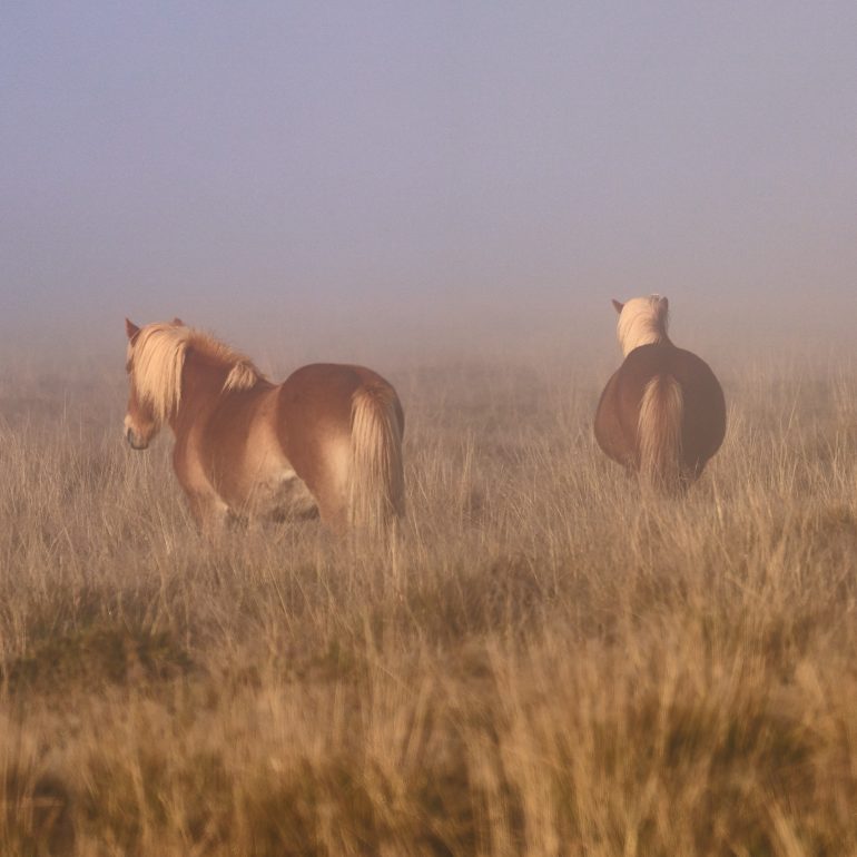 Icelandic Horses