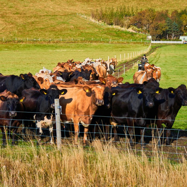 Local Farm and Drangshlíð