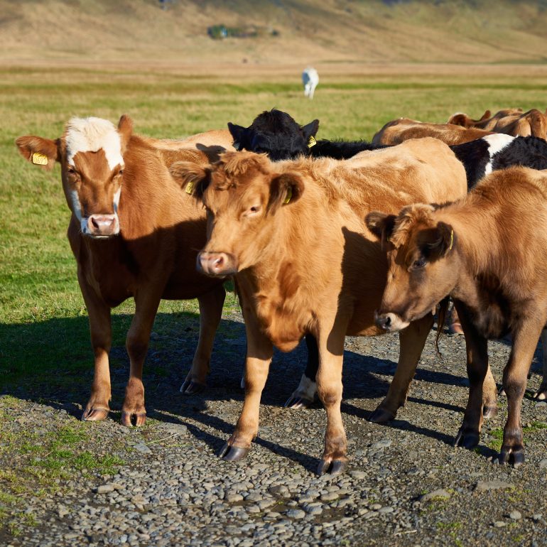 Icelandic Cattle