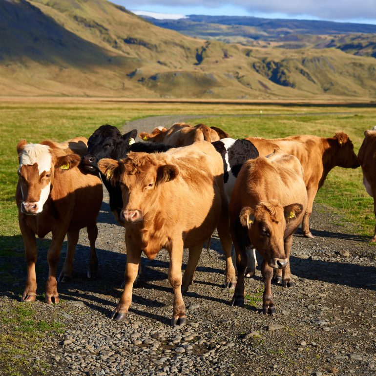 Icelandic Cattle