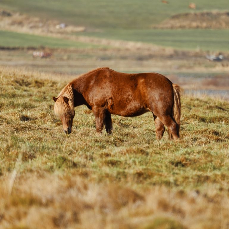 Icelandic Horse