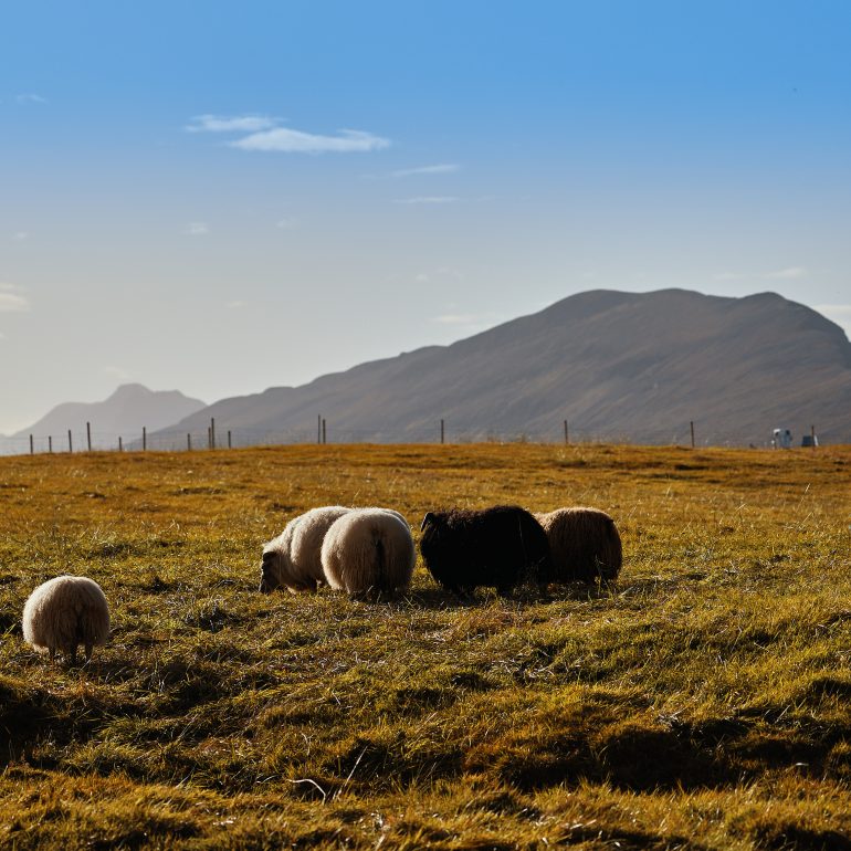 Icelandic Sheep