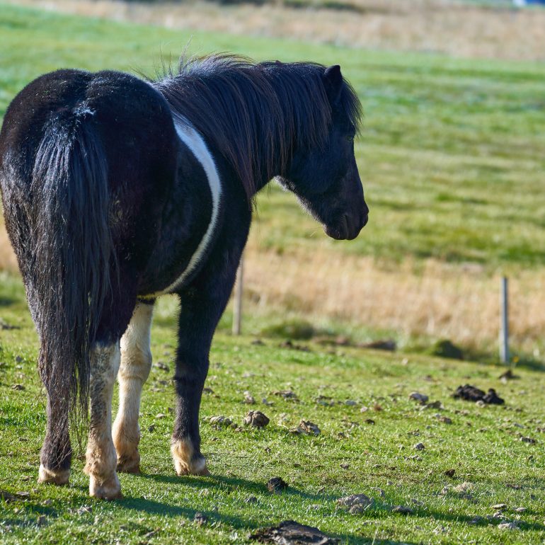 Icelandic Horse