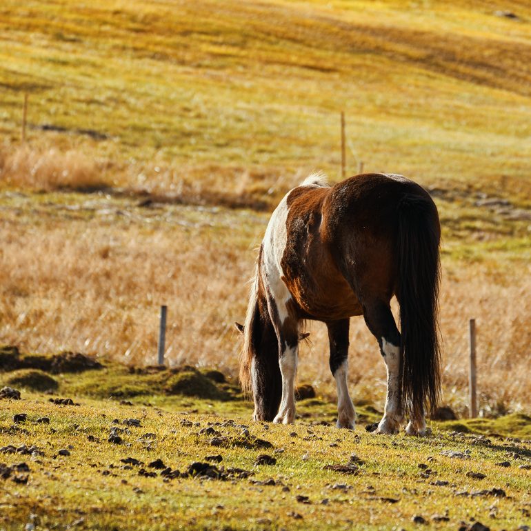 Icelandic Horse