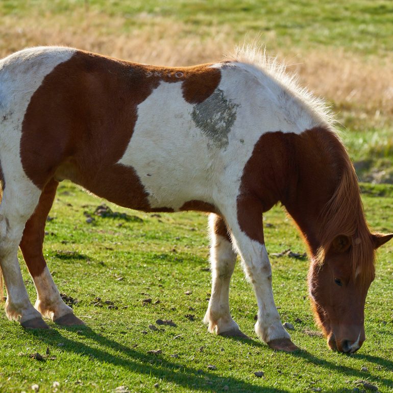 Icelandic Horse
