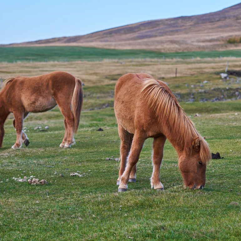 Icelandic Horse