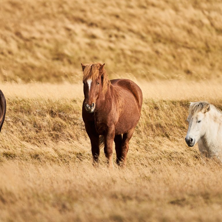 Icelandic Horses