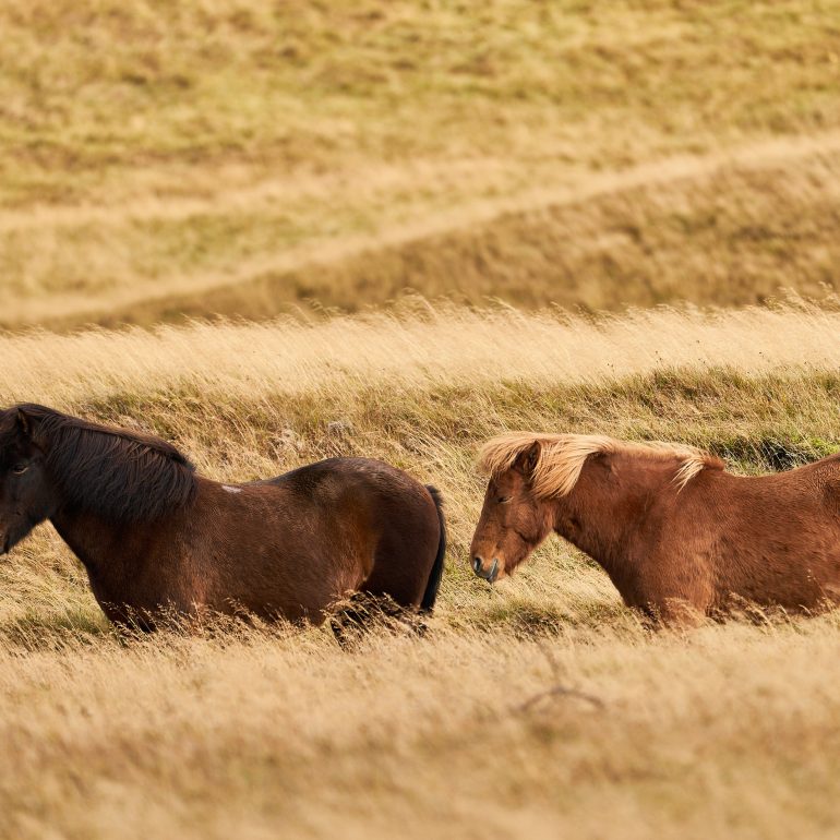 Icelandic Horses
