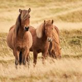 Icelandic Horses