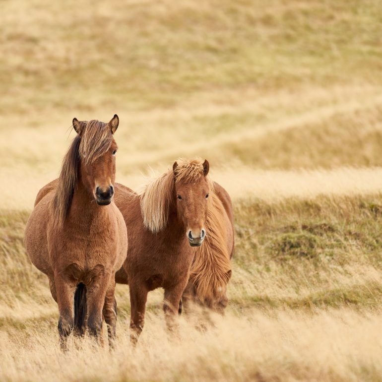 Icelandic Horses