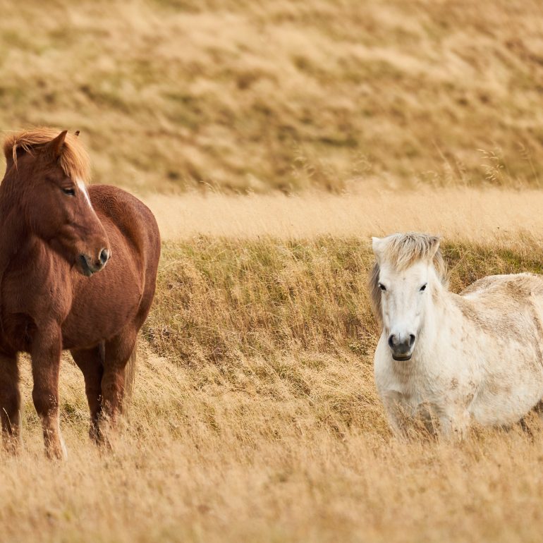 Icelandic Horses