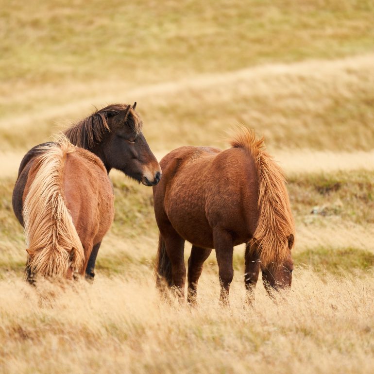 Icelandic Horses
