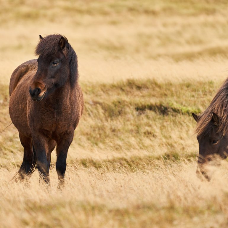 Icelandic Horses