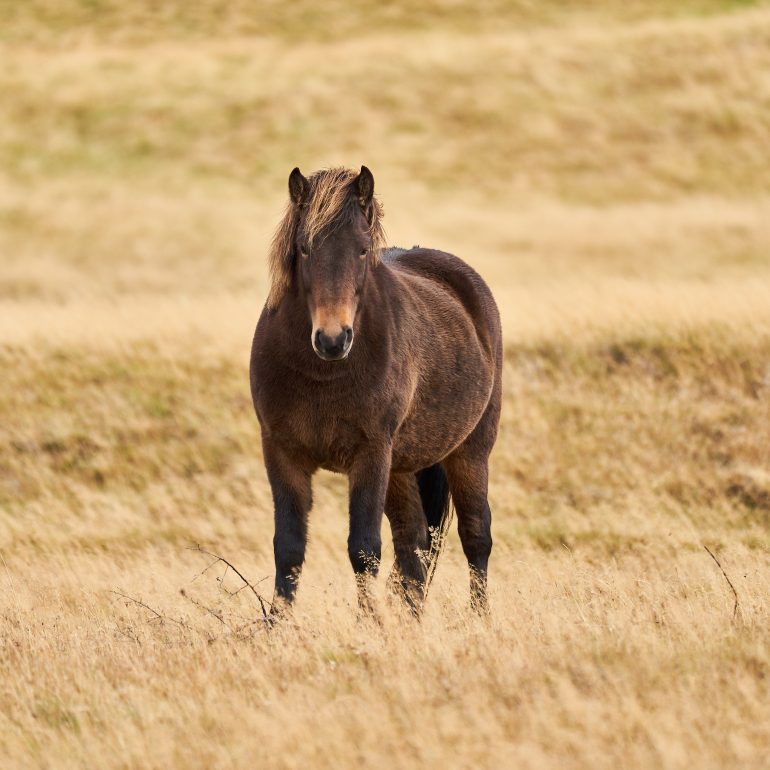 Icelandic Horse
