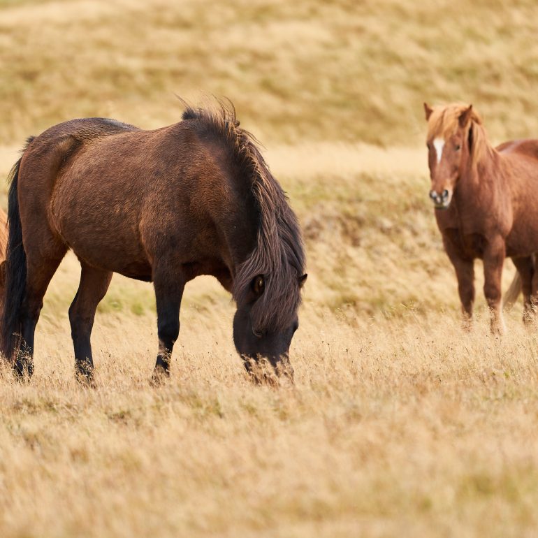Icelandic Horses