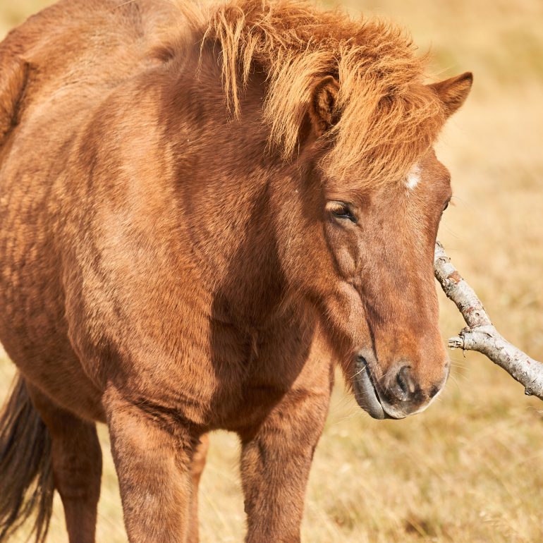 Icelandic Horse