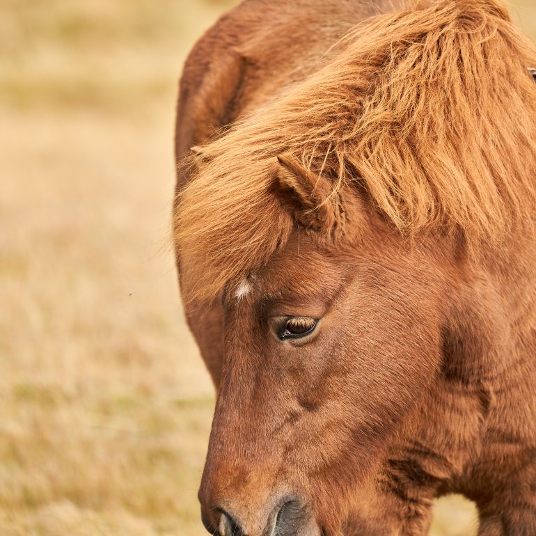 Icelandic Horse