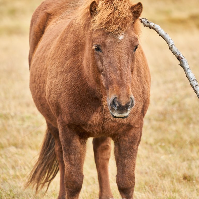 Icelandic Horse