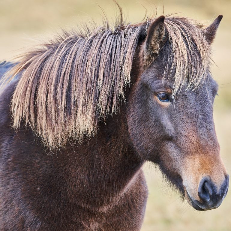 Icelandic Horse