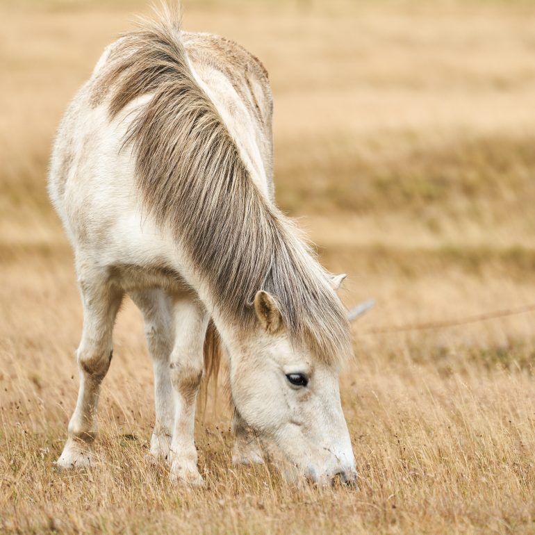 Icelandic Horse