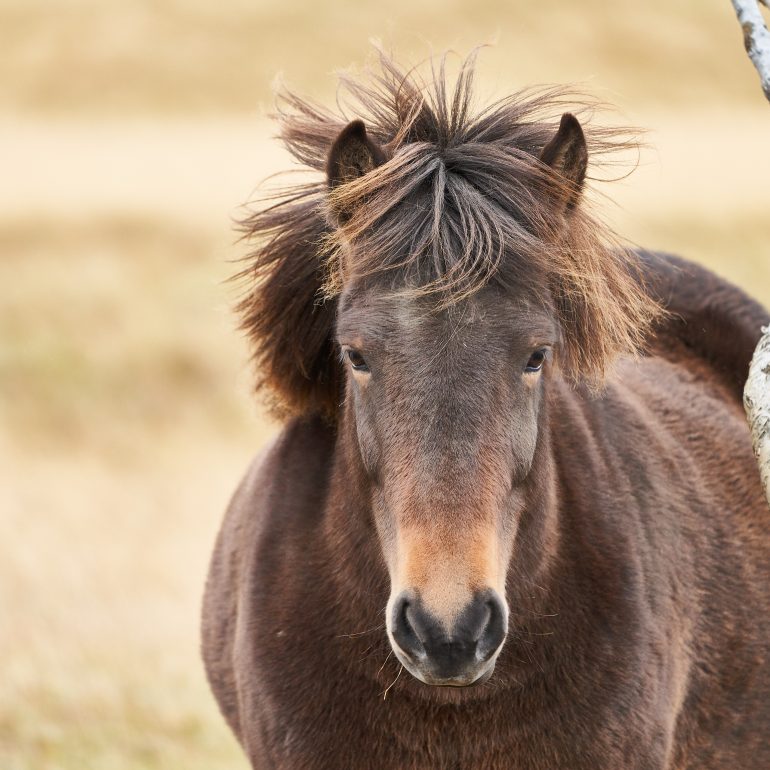 Icelandic Horse