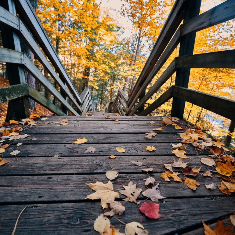 Leaves on Stairs