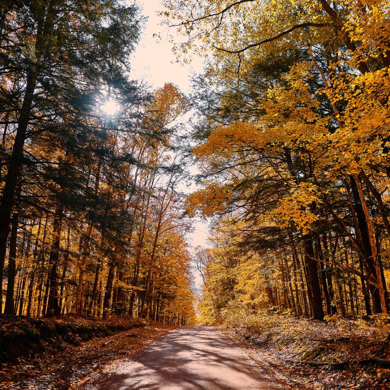 Foliage in the Forest