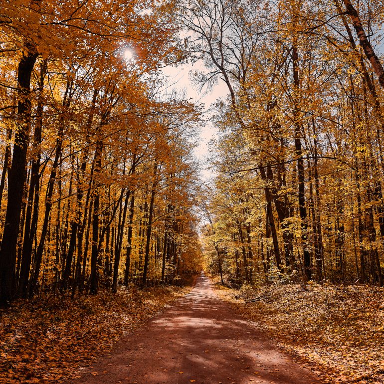 Foliage in the Forest