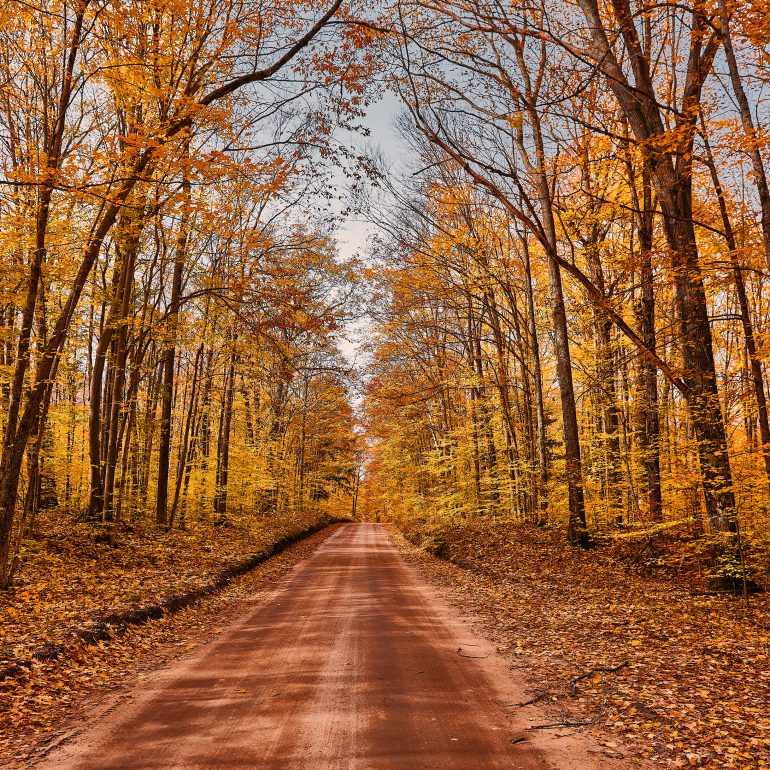 Foliage in the Forest