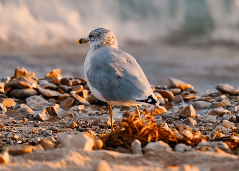 Ring-billed gull
