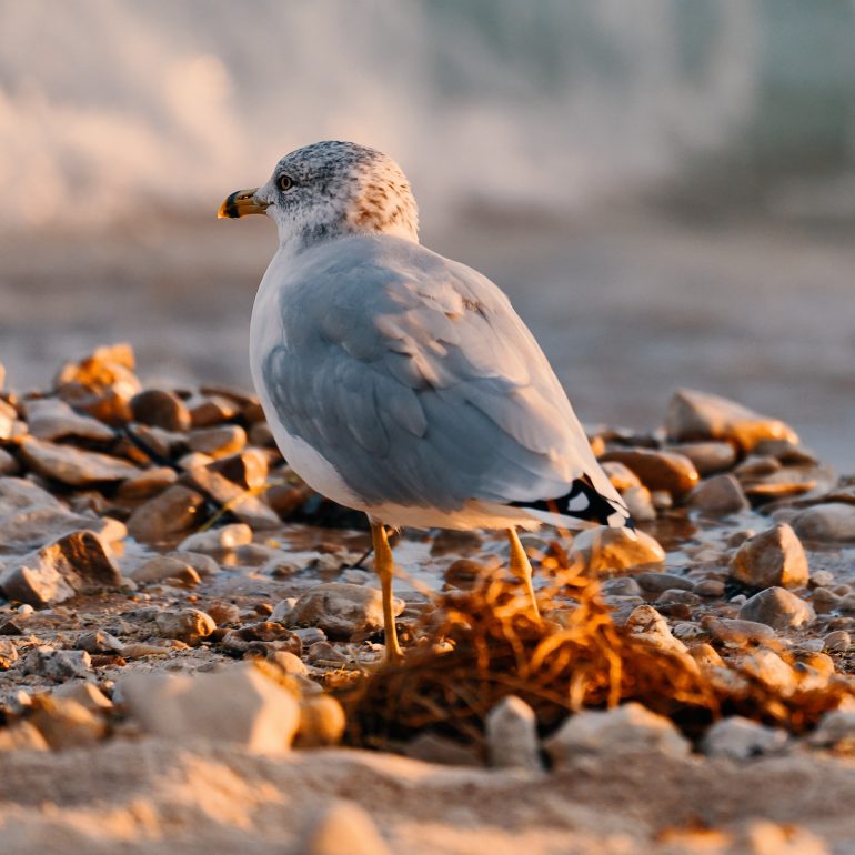 Ring-billed gull