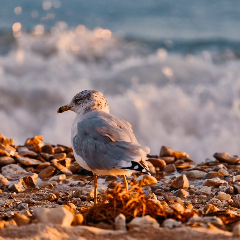 Ring-billed Gull