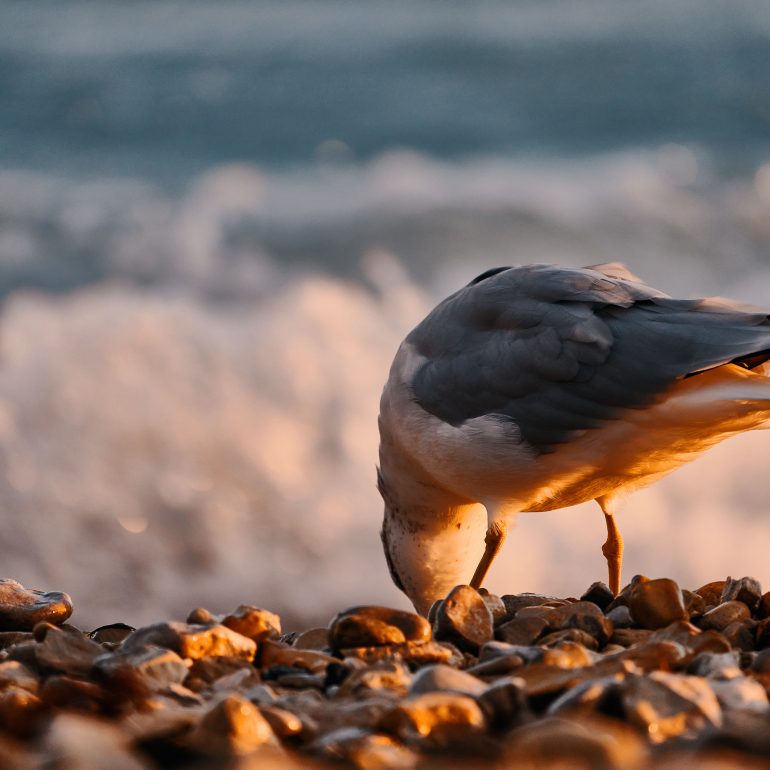 Ring-billed Gull
