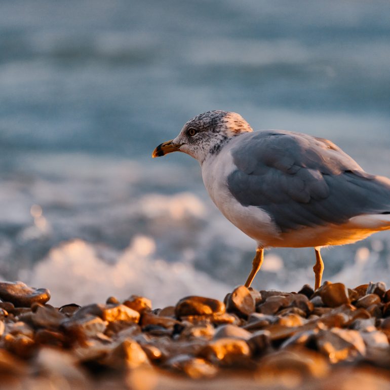Ring-billed Gull