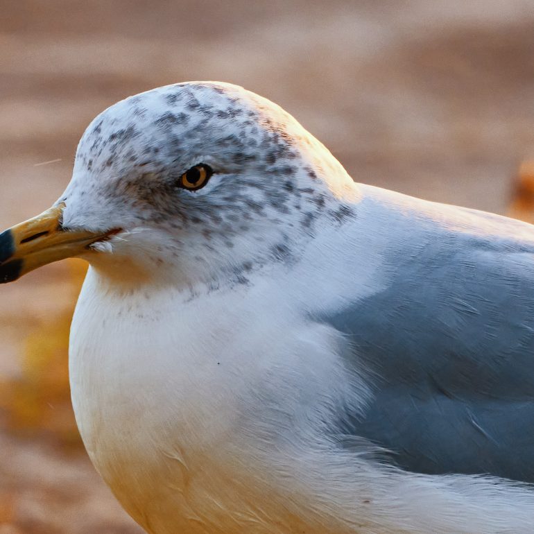 Ring-billed Gull