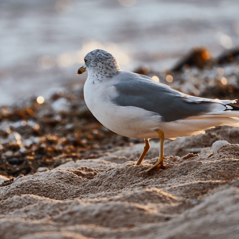 Ring-billed Gull