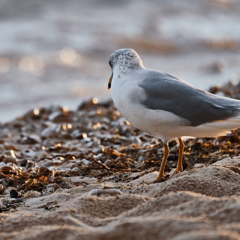 Ring-billed Gull