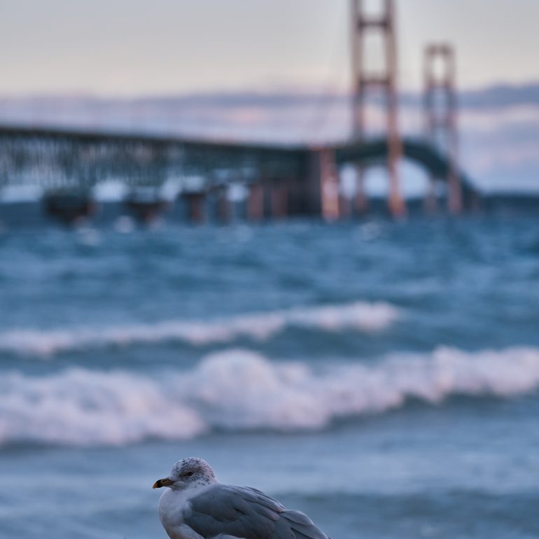 Ring-billed Gull