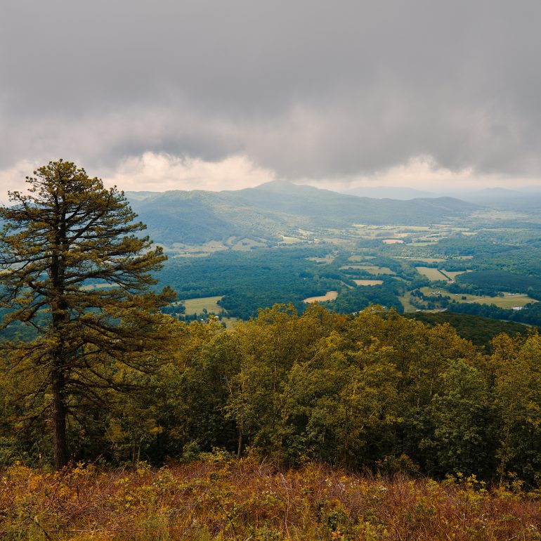 Pine Tree Overlook