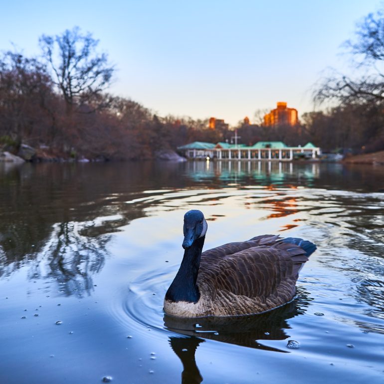 Loeb Boathouse