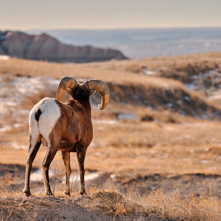 Bighorn