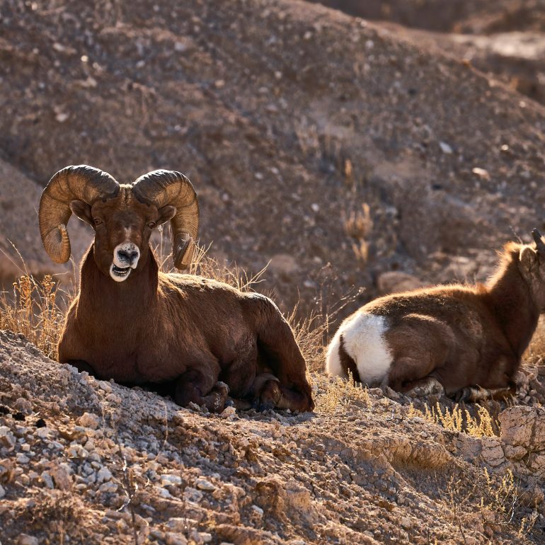Bighorns