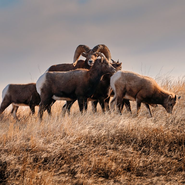 Herd of Bighorns